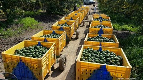 אבוקדו בזול? ירידה של 30.9 אחוז בנטיעות עצי אבוקדו מטע אבוקדו