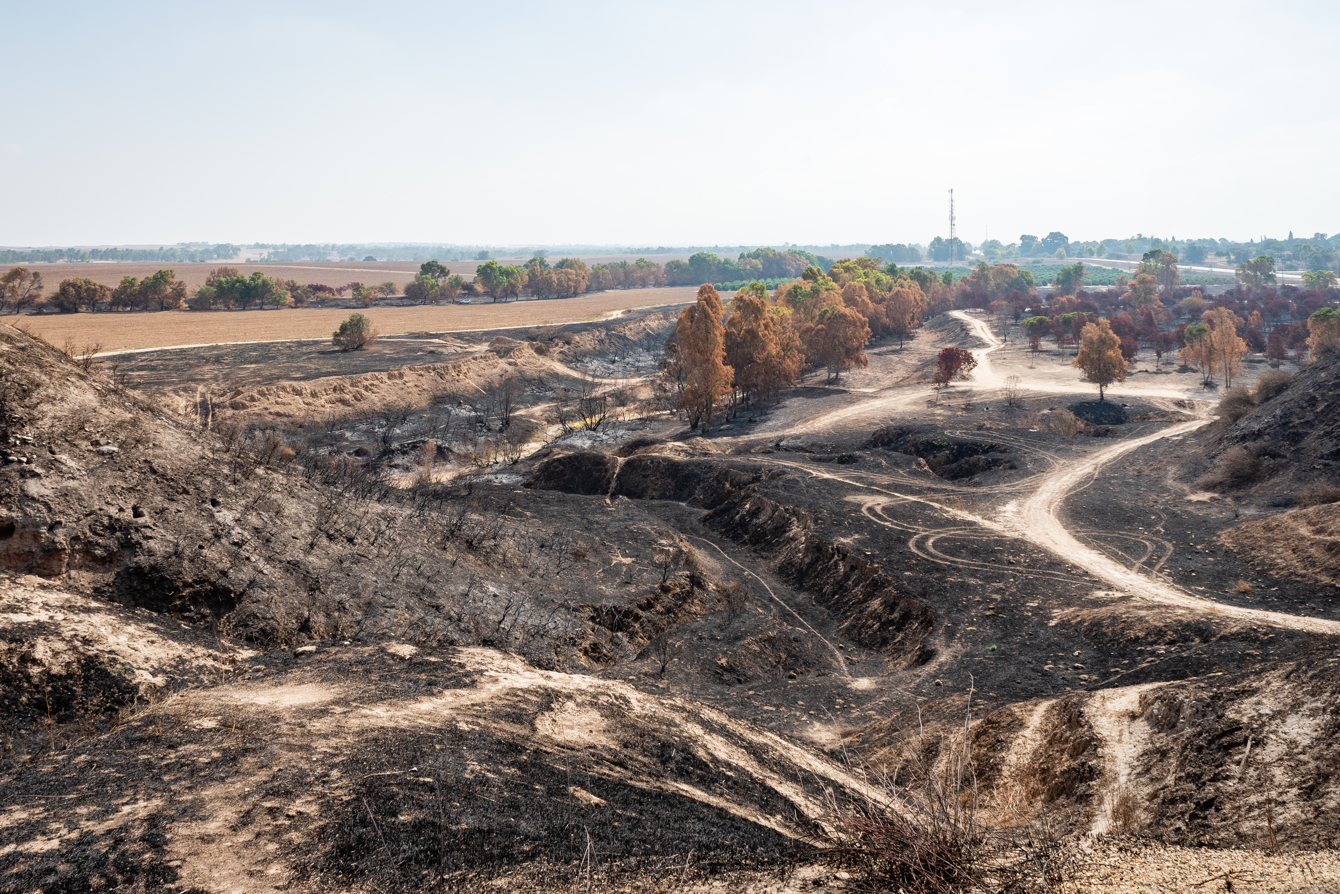 כח ההתחדשות של העצים: בעוטף עזה כבר רואים תקווה שריפות בעוטף עזה