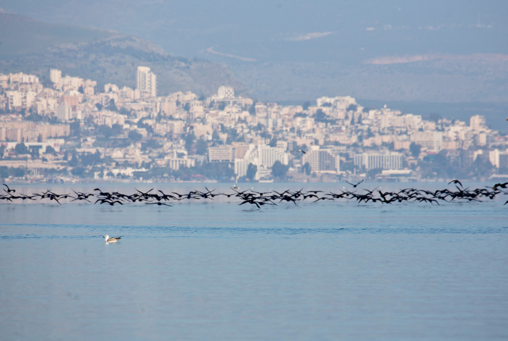 בשיא עונת הנופש: מי ביוב זיהמו שני חופים בכינרת ימת הכינרת