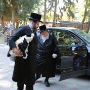 גלרייה מרהיבה: מרן האדמו"ר מויז'ניץ שימש כסנדק בביה"כ בז'יטומיר Q8fEJcWA