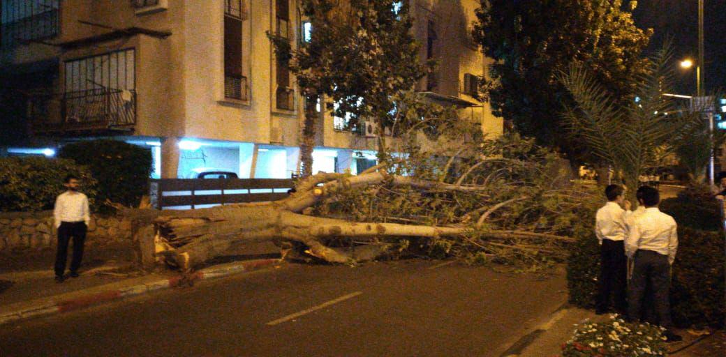 במהלך השבת: עץ ענק קרס על הכביש בבני ברק: אין נפגעים photo_2019-11-09_18-28-09 (2)